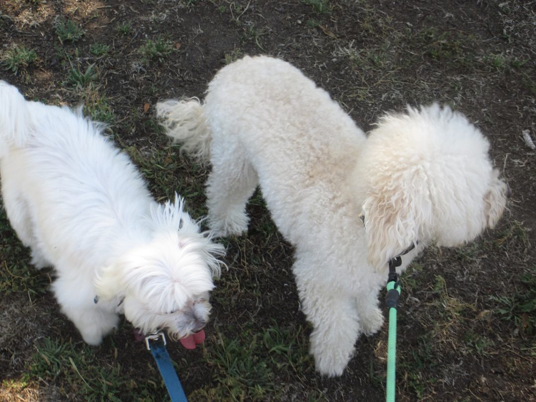 Dog Trotters Daily Dog walking Groups in Mill Valley Dog Park