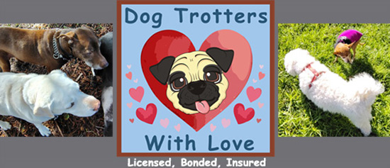 Dogtrotters - Dog Walking - Dog Sitting